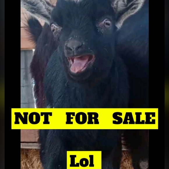 (4/$15)Old navy white Henley sweater women's xxl - Picture 1 of 3